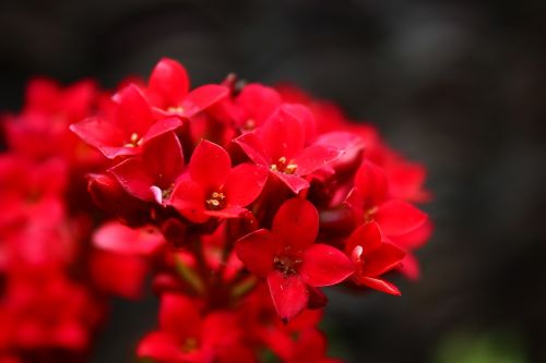 flower plant red