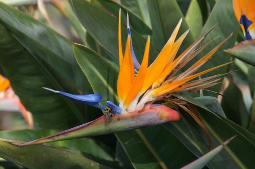 flower orange caudata greenhouse