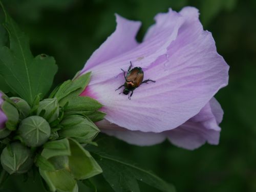flower bug nature