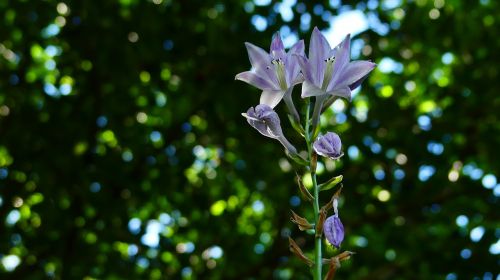 flower leaves green