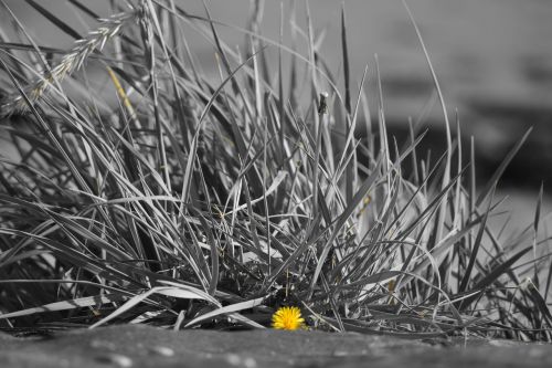 flower grass yellow