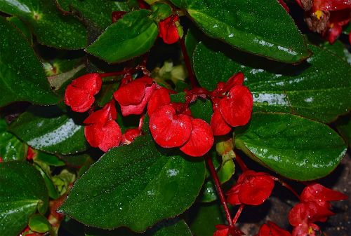 flower red rain