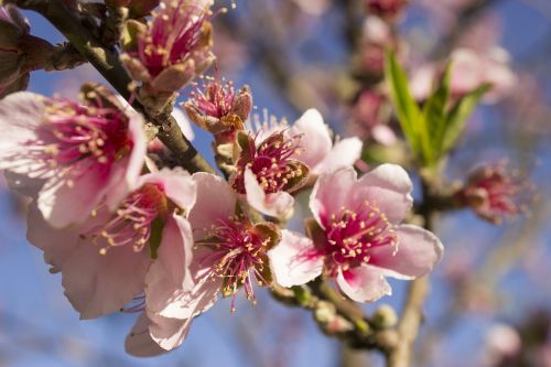 flower spring nature