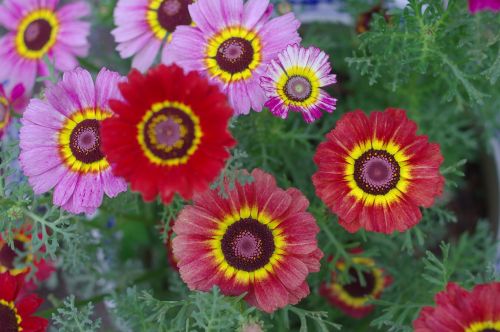 flower flowers and plants plant