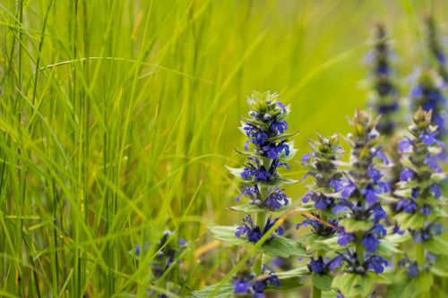 flower grass green