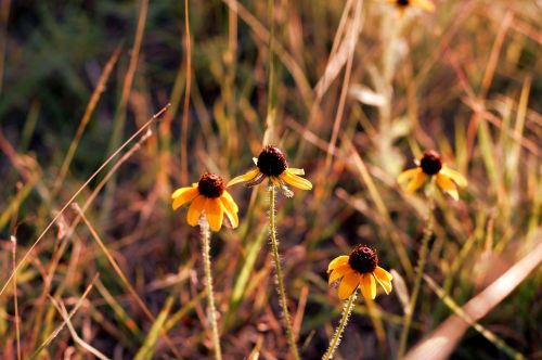 flower yellow wild