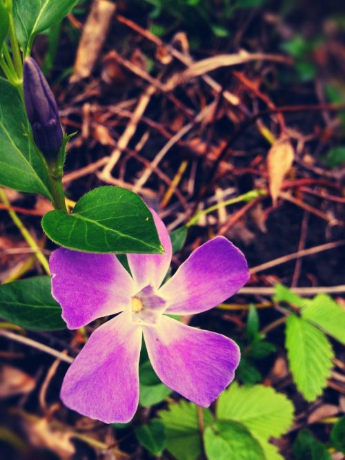 flower nature garden