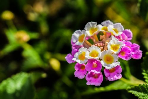 flower colorful nature