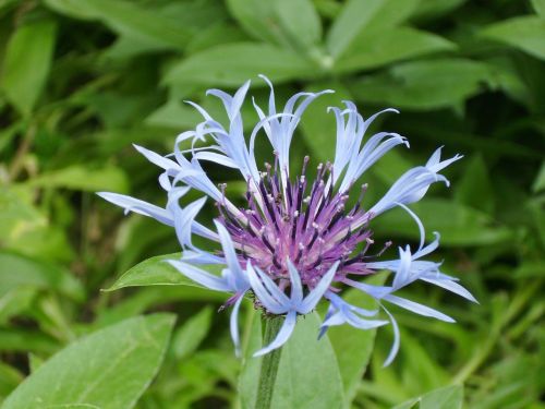 flower blueberry violet