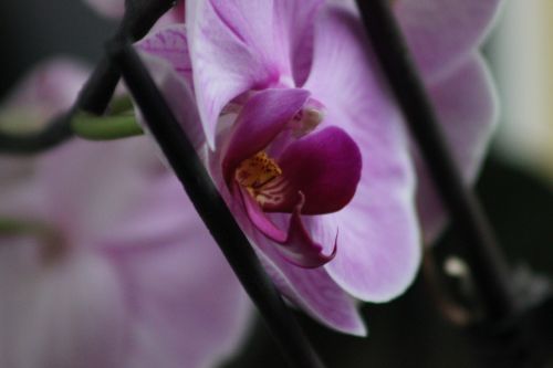 flower orchid plant