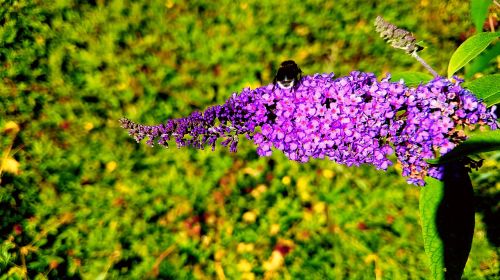 flower beauty nature