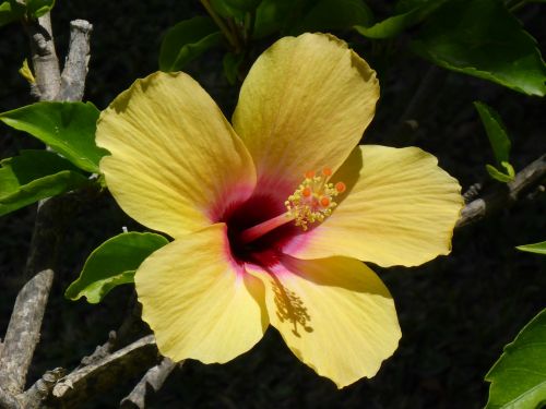 flower hibiscus garden