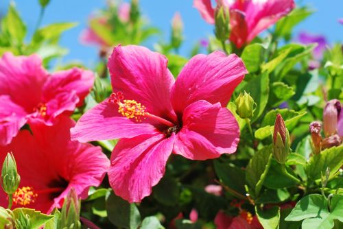 flower hibiscus garden