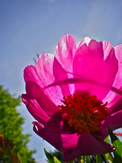 flower red himmel