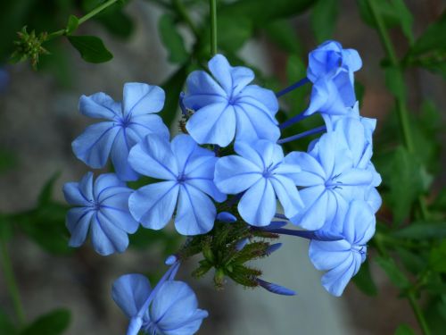 flower blue nature