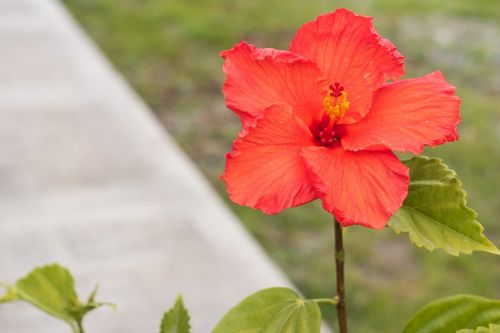 flower plant nature