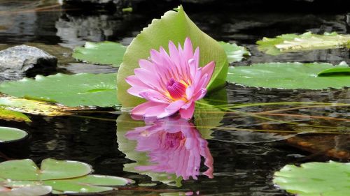 flower lotus summer