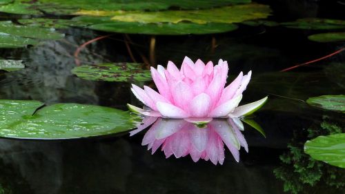 flower lotus summer