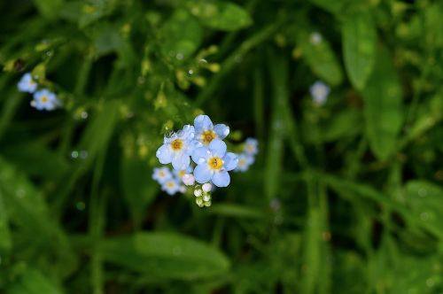 flower bloom dew