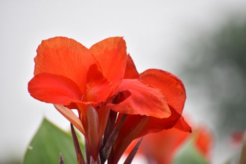 flower saffron nature