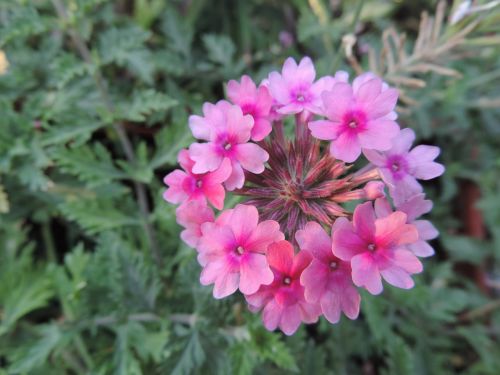 flower garden summer