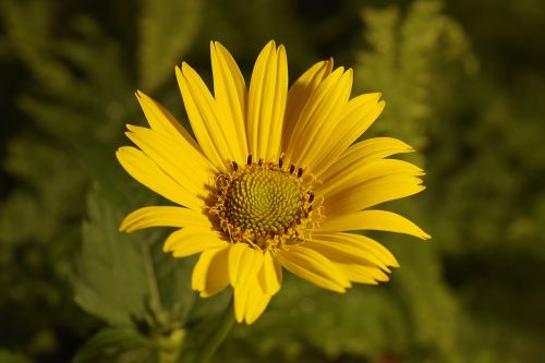 flower yellow asteraceae