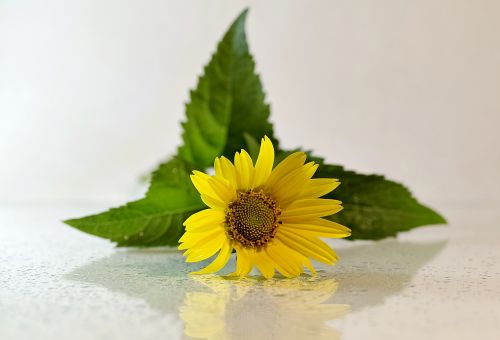flower yellow asteraceae