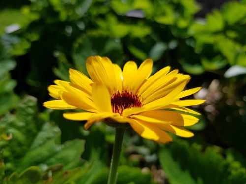 flower yellow marigold