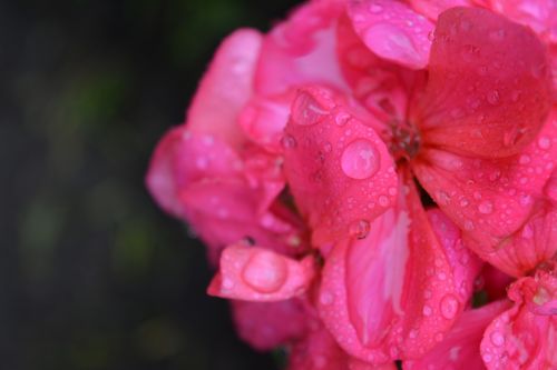 flower rosa flower wet
