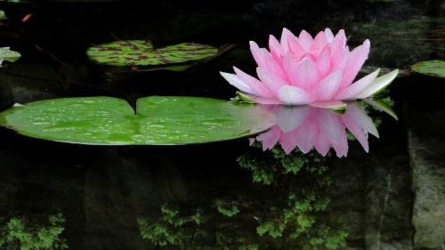 flower lotus summer