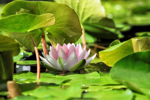 flower lotus summer