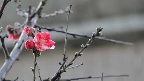 flower peach blossom spring