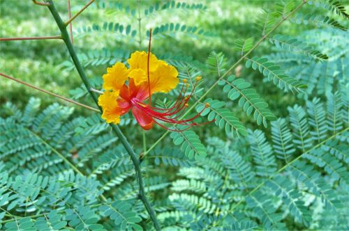 flower orange yellow