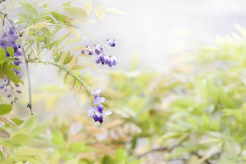 flower wisteria spring