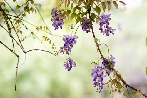 flower wisteria spring