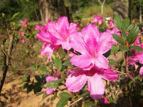 flower flowers delicacy