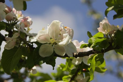 blossom bloom garden