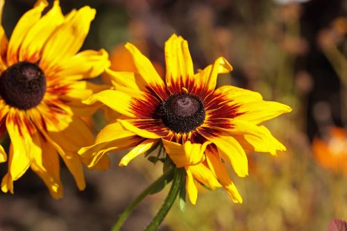 flower flowers nature