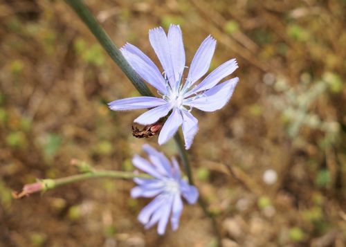 flower plant blossom