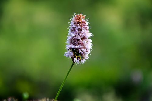 flower nature macro