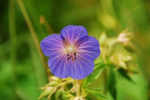 flower violet verte