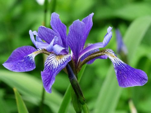 flower blue iris