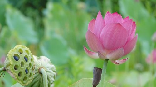 flower lotus 蓮 peng