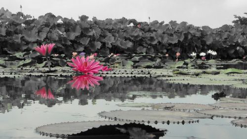 flower nymphaea alba hasuike