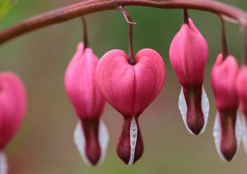 flower nature plant