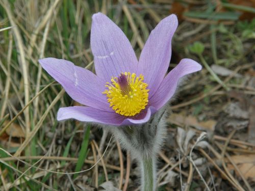 flower purple blossom