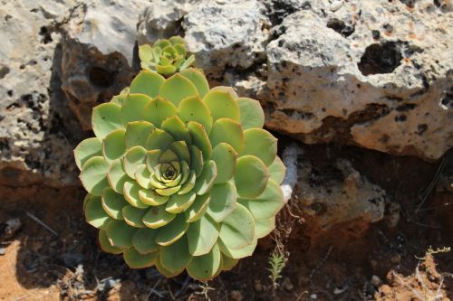 flower rock green