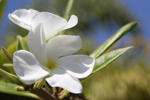 flower macro white