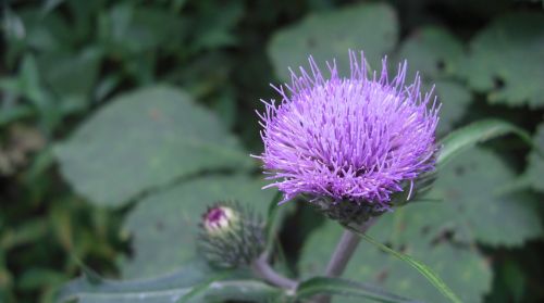 flower purple summer