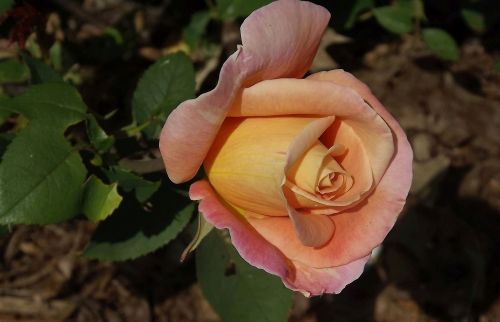 flower rose rose petals